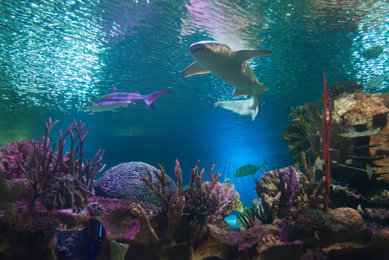 Hurghada Grand Aquarium photo